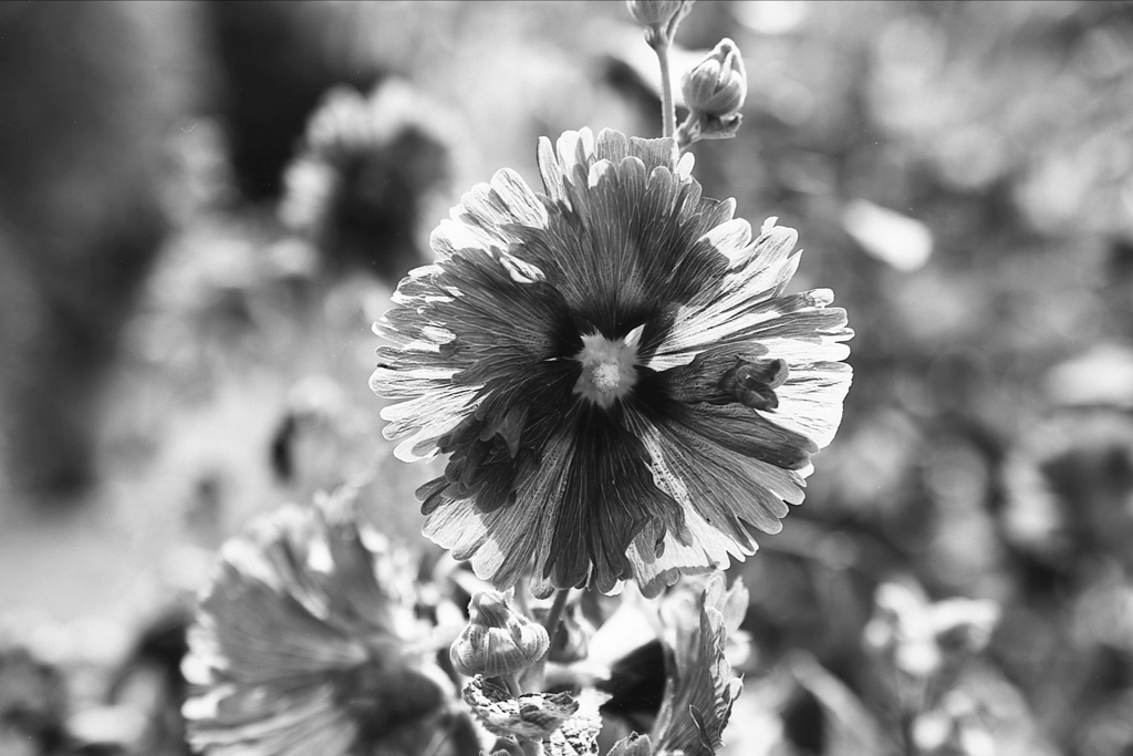 「Hollyhock」 (film:HR20)