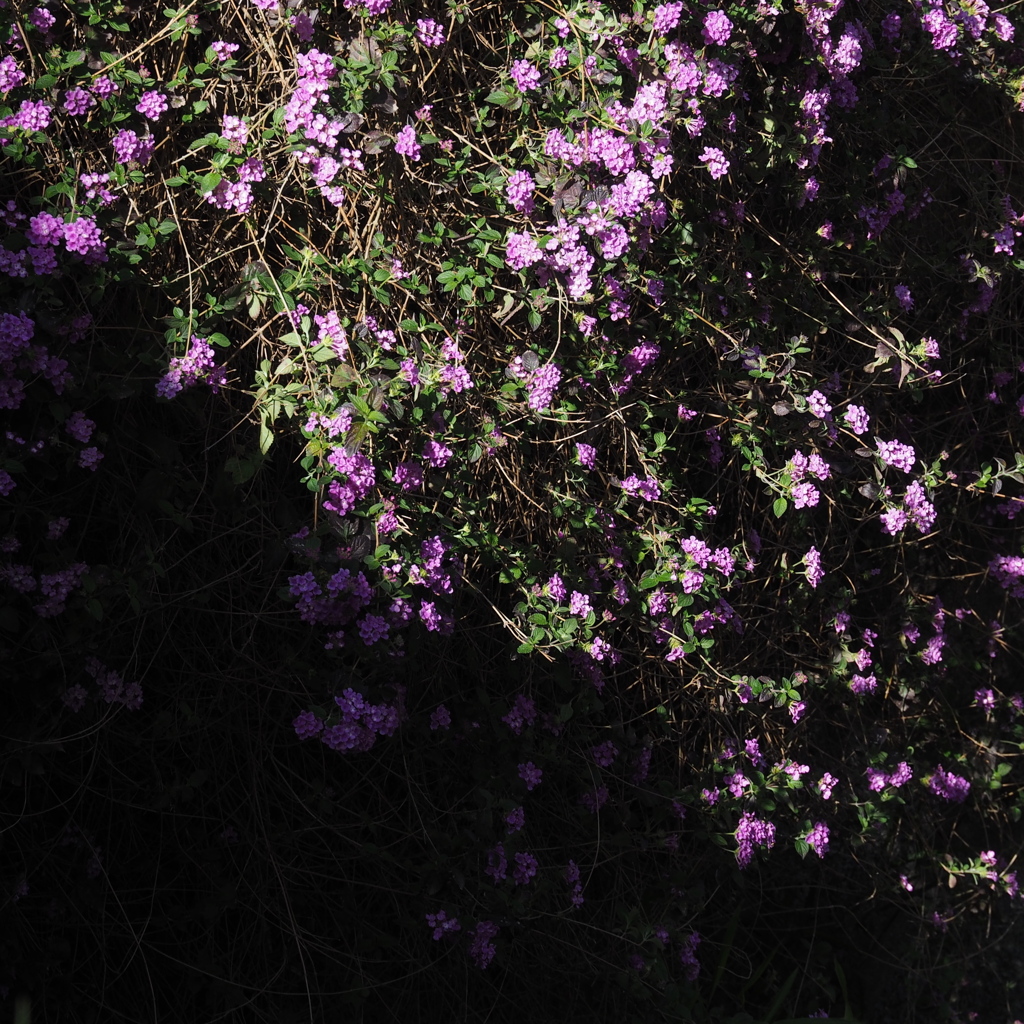 「春風に吹かれて」 (digital)