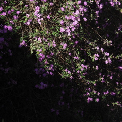 「春風に吹かれて」 (digital)