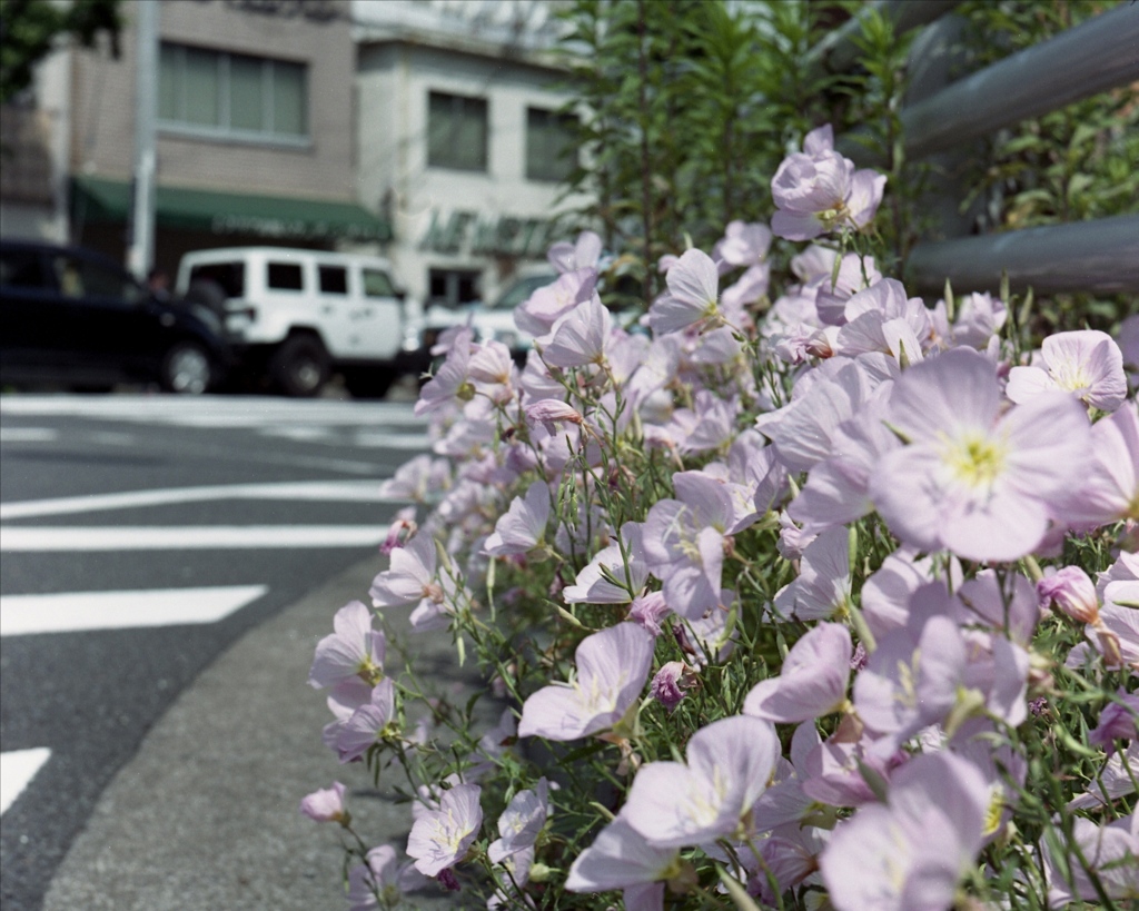 「街角flower」 (film)