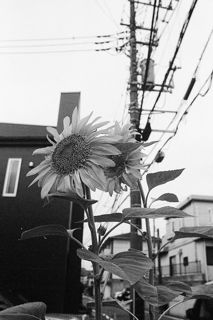「HAMA snap」 (film)