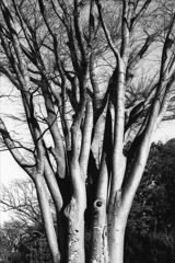 「冬公園」 (Fuji Microfilm HR20)