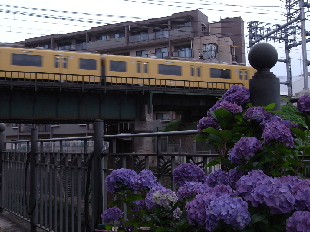 「紫陽花と京急01」