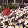 「花壇」 (film)