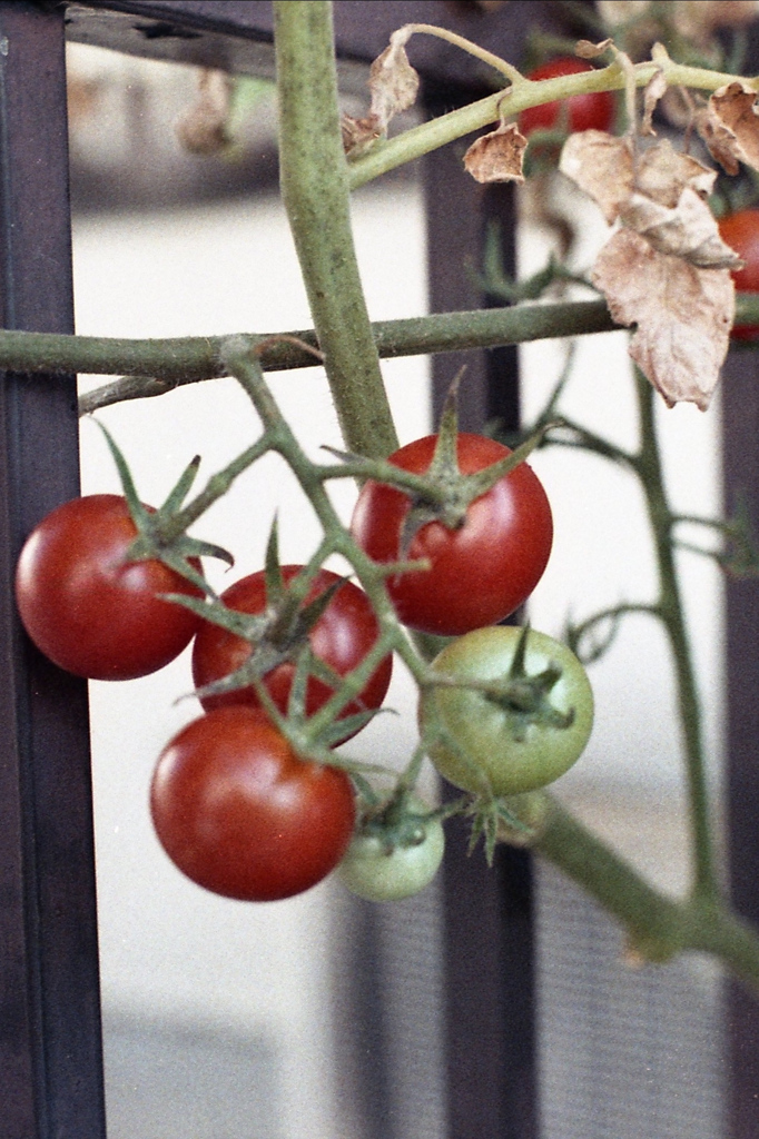 「Tomato」 (film)