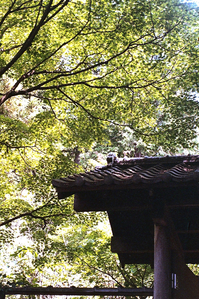 「残暑」 (film)