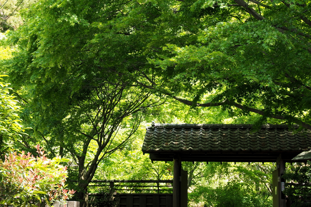 「4/18 散歩フォト: 能舞台 門」 (digital)