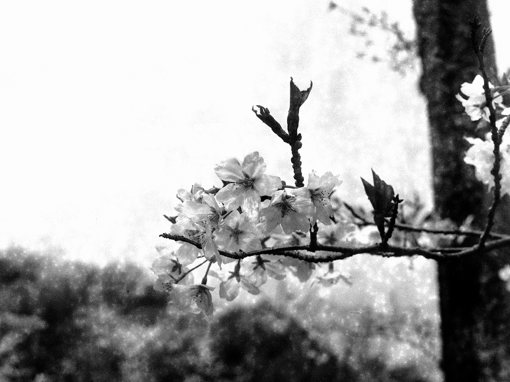 「桜のころ」 (film)