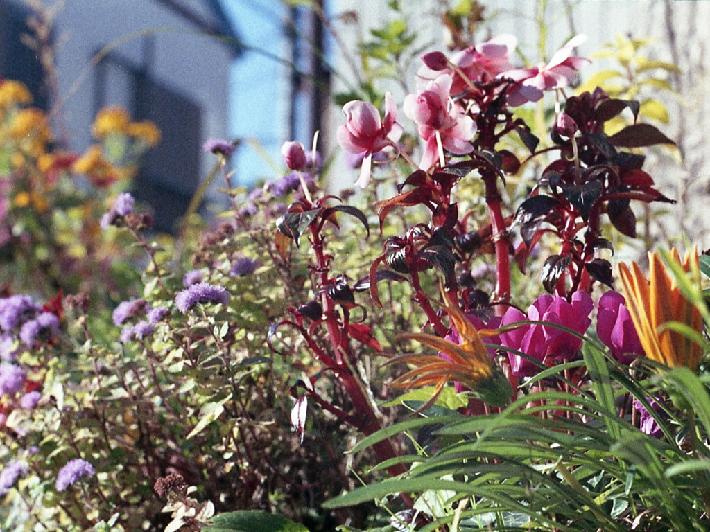 「街角photo」 (film)
