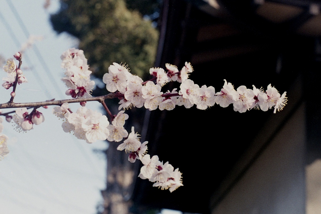 「再び Film & Digital」(film)