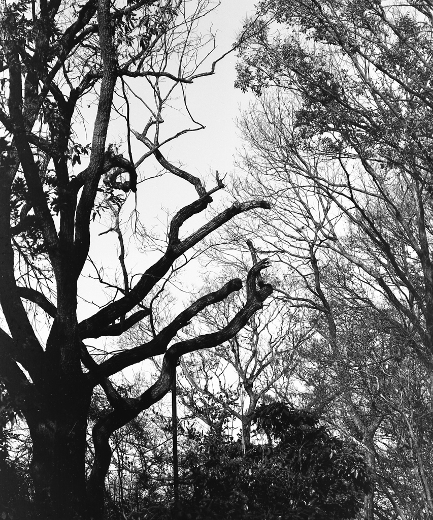 「winter silhouette」 (film:HR20)