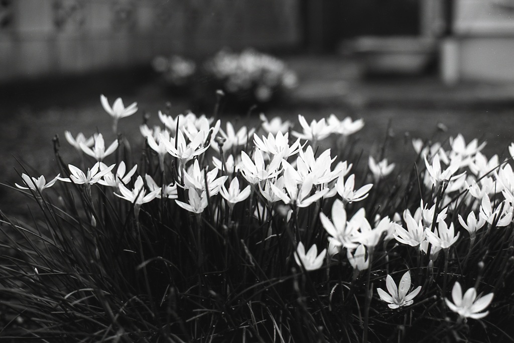 「街角flower」 (film:HR20)