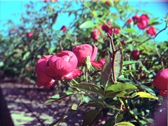 「山下公園 バラ園 13×17mm」 (film)