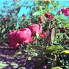 「山下公園 バラ園 13×17mm」 (film)