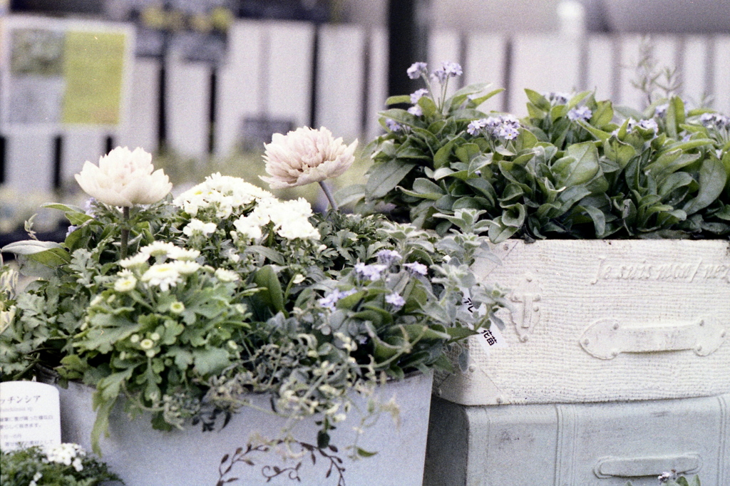 「flowers」 (film)