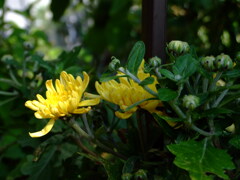 「yellow 08」