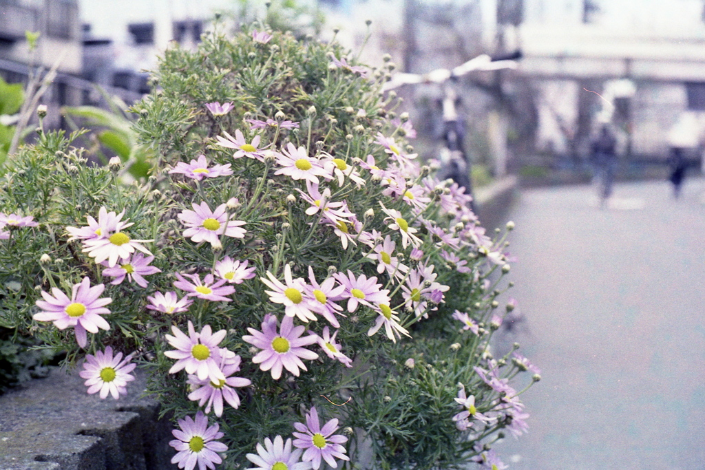 「街角flower」 (film)