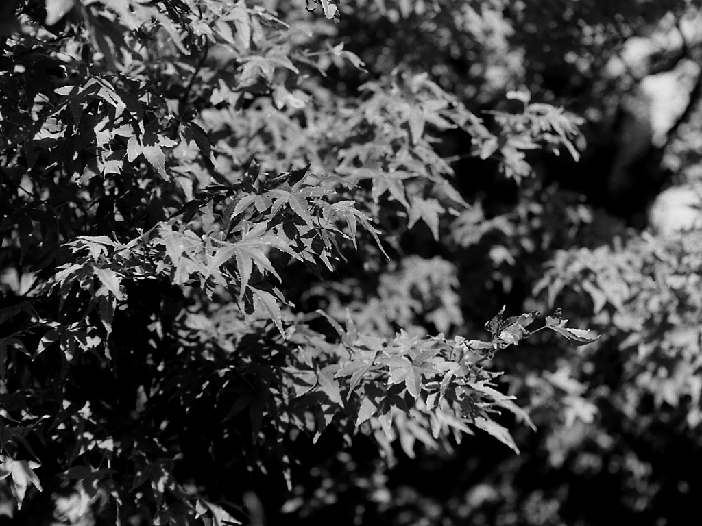 「散策カメラ40」  (film)
