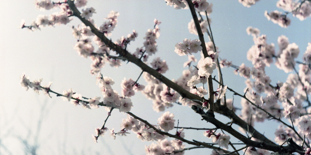 「はる」 (film)