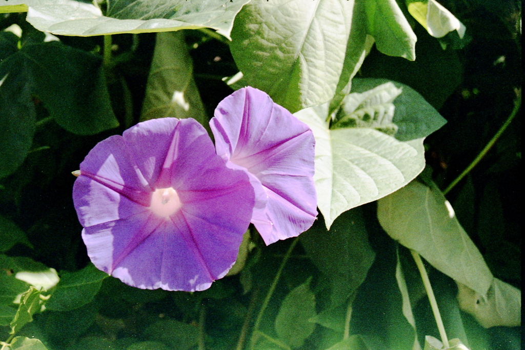 「7/11 散歩写真」 (film)