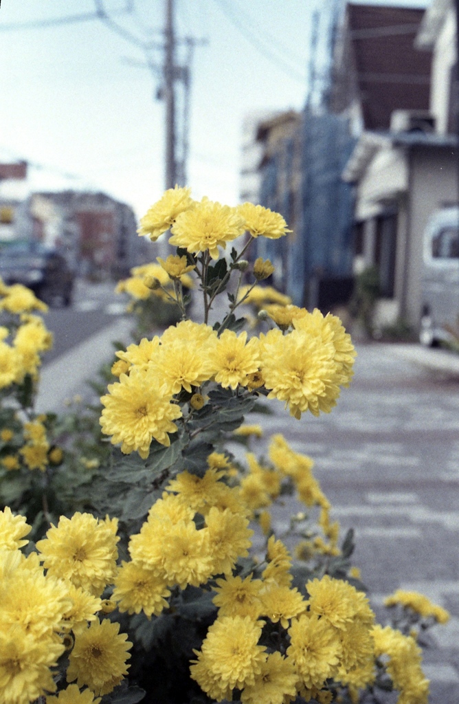 「街角」 (film)