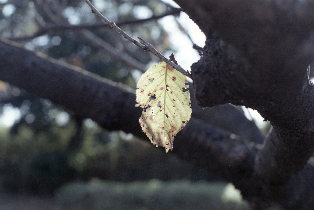 「残葉」 (film)