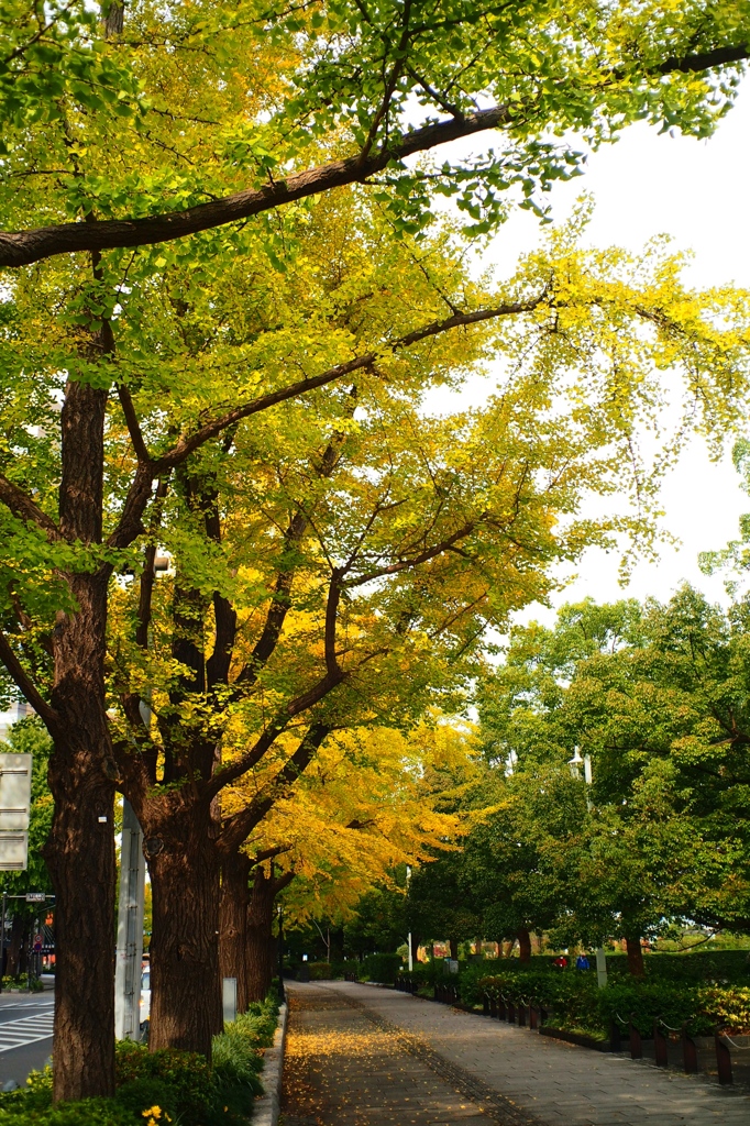 「11/2 通勤道すがら：山下公園」 (digital)