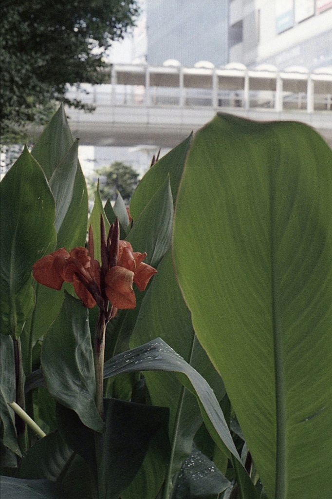 「カンナ」 (film)