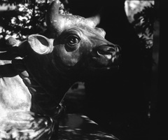 「来る年」 (film:HR20)