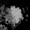 「来年もよろしくお願いいたします」 (film:HR20)