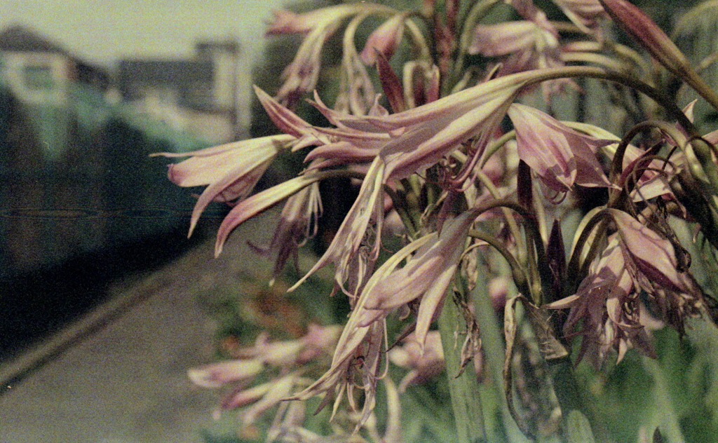 「街角flower」 (film)