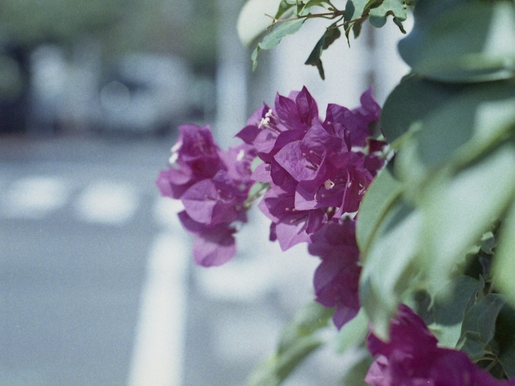 「街角flower」 (film)