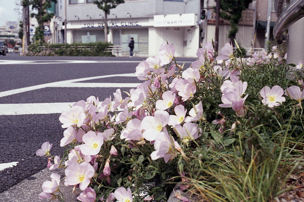 「街角flower」 (Film)