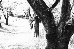 「桜林：初秋」 (film:HR20)