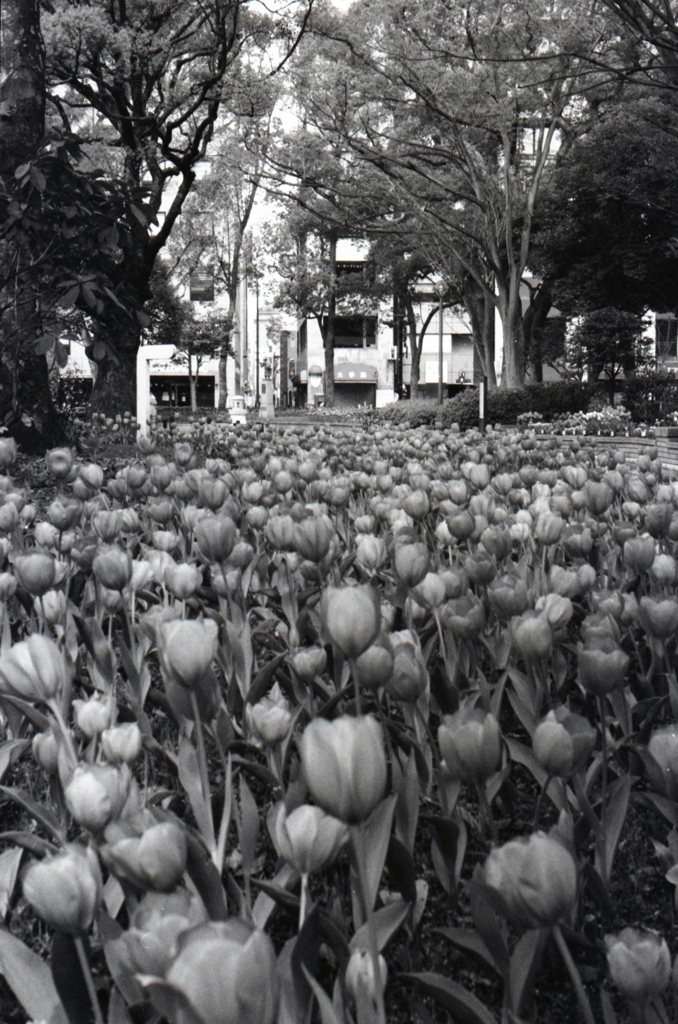 「横浜公園」 (film)