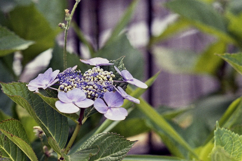 「街角flower by RIKENON 135 mm」 (film)