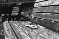 「bench」 (film:HR20)