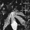 「葉っぱです」 (film:HR20)