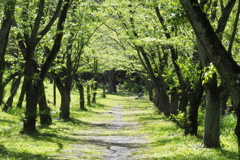 「4/18 散歩フォト: 桜の森」 (digital)
