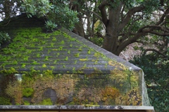 「Mossy Roof」 (digital)