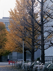 「ginkgo」 (film)