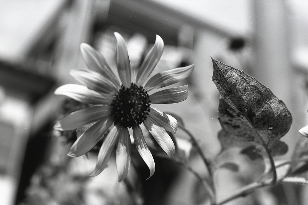 「街角flower」 (film:HR20)