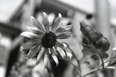 「街角flower」 (film:HR20)