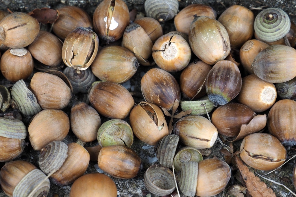 「10/27 散歩写真」 (digital)