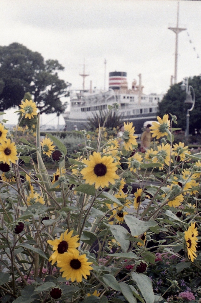 「HAMA snap」 (film)