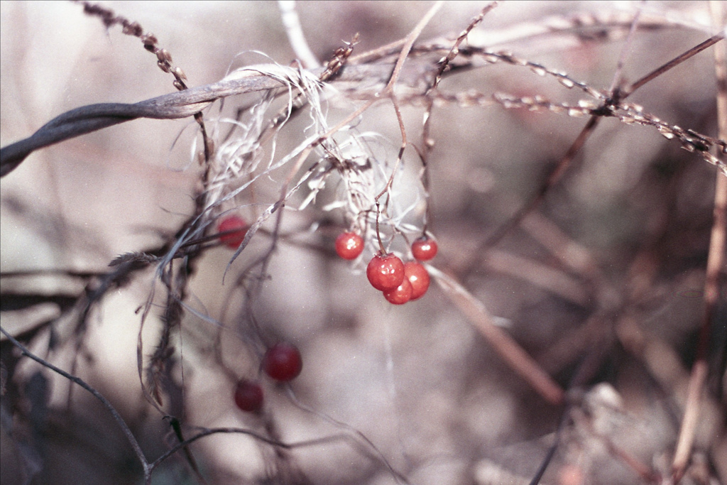 「サルトリイバラ」 (film)