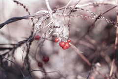 「サルトリイバラ」 (film)