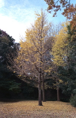 「autumn」 (film)