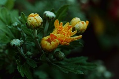 「散歩カメラ47」 (film) 「散歩カメラ47」 (film)