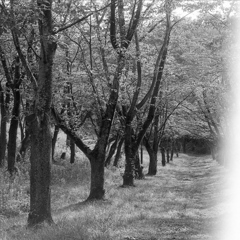 「夏の桜道」 (film)